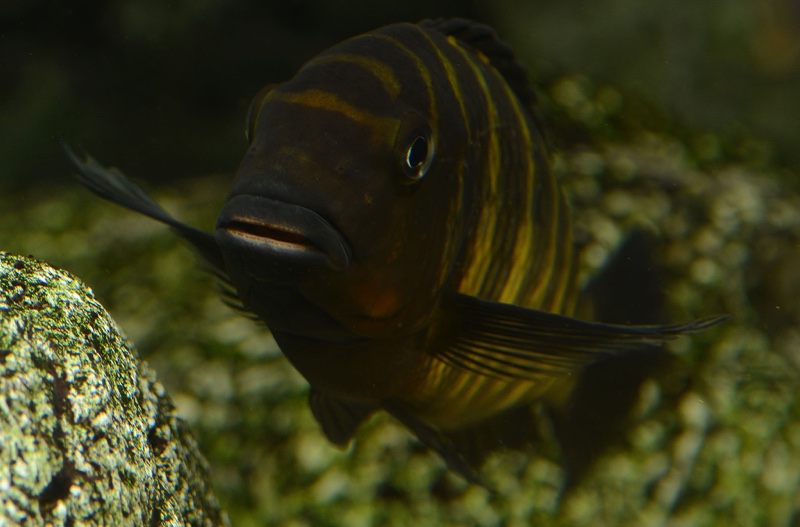 Tropheus sp. 'mpimbwe' Cape Mpimbwe (Red Cheek)